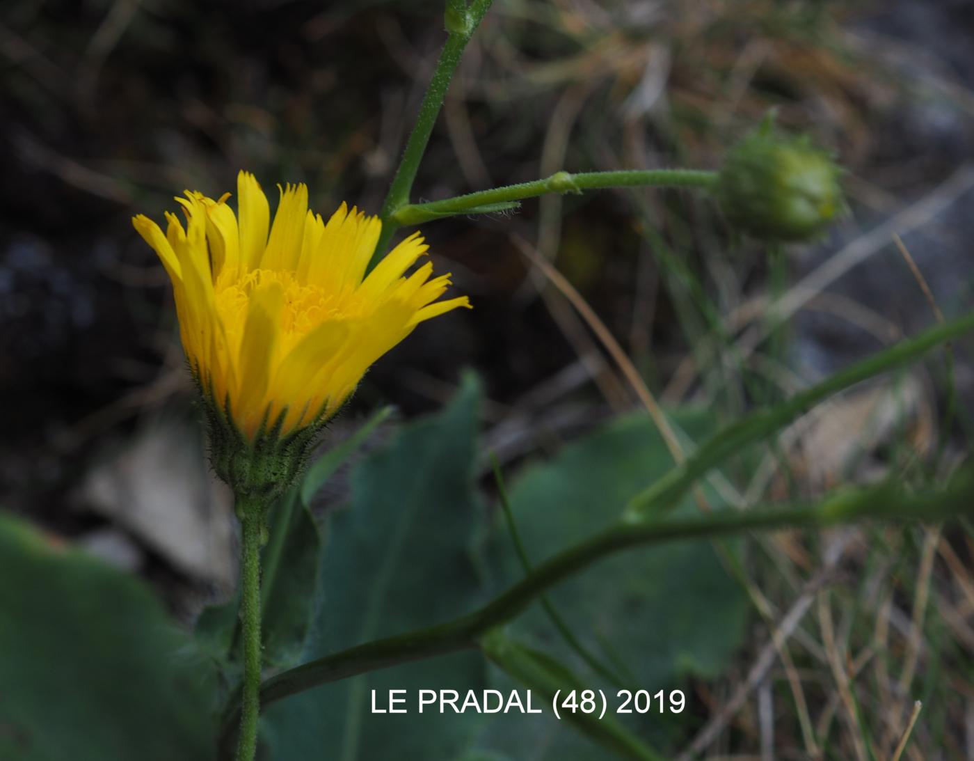 Hawkweed, Lawson's flower